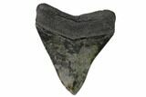 Serrated, Fossil Megalodon Tooth - South Carolina #148728-2